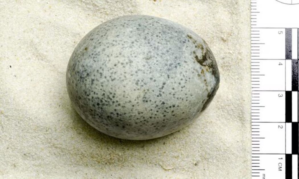 تخم‌مرغ باستانی