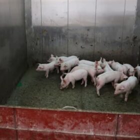مزارع پرورش خوک