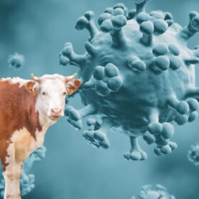 شناسایی آنفولانزای پرندگان در گوشت گاو