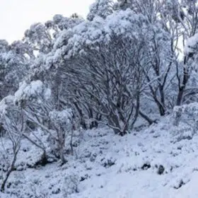 بارش برف در استرالیا