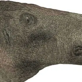 کشف کامل‌ترین فسیل دایناسور در جزیره وایت